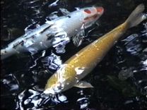 Overhead shot of two koi fish coloured white and yellow. The white fish has orange spots on its face. The water catches glimmers of light.